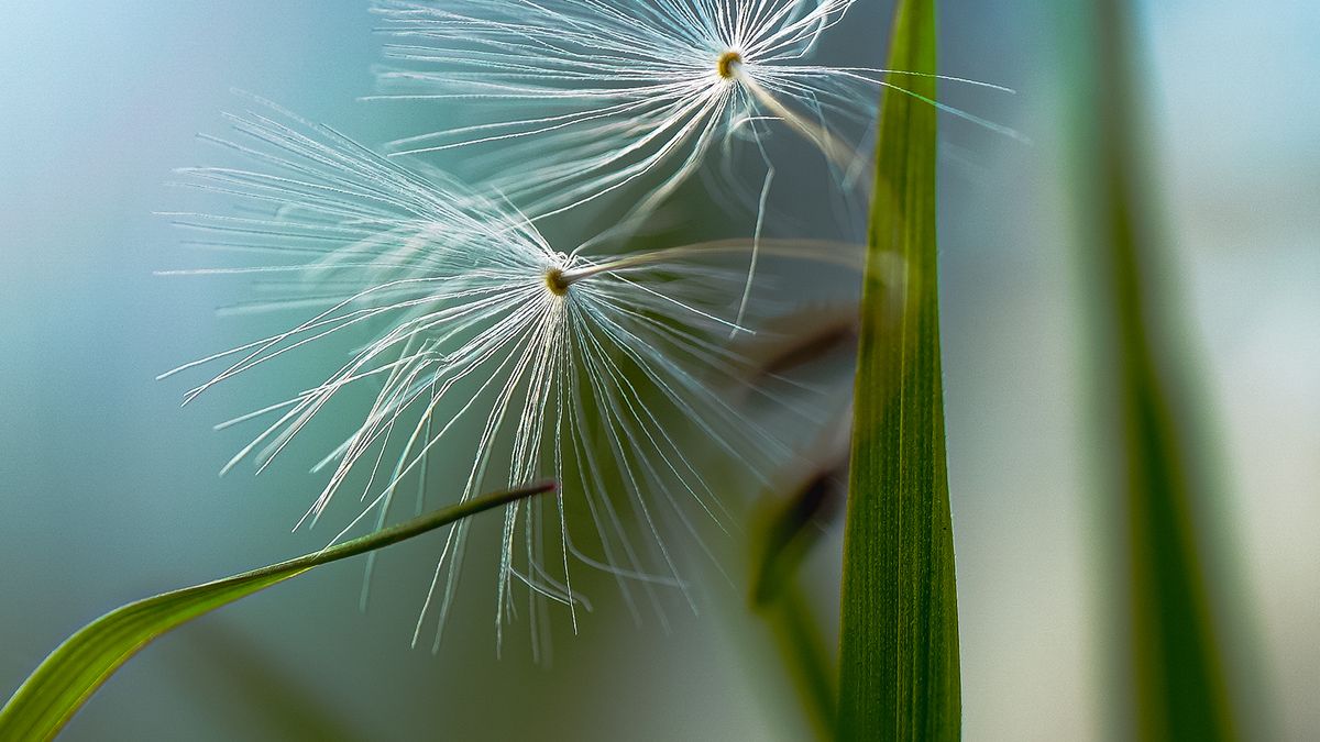 Tree, grass, or ragweed: which pollen is making you miserable?